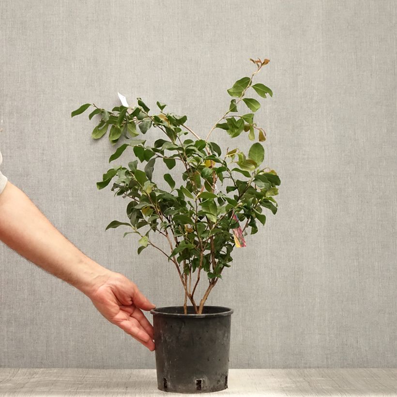 Camellia sasanqua Cleopatra 3L/4L pot sample as delivered in summer