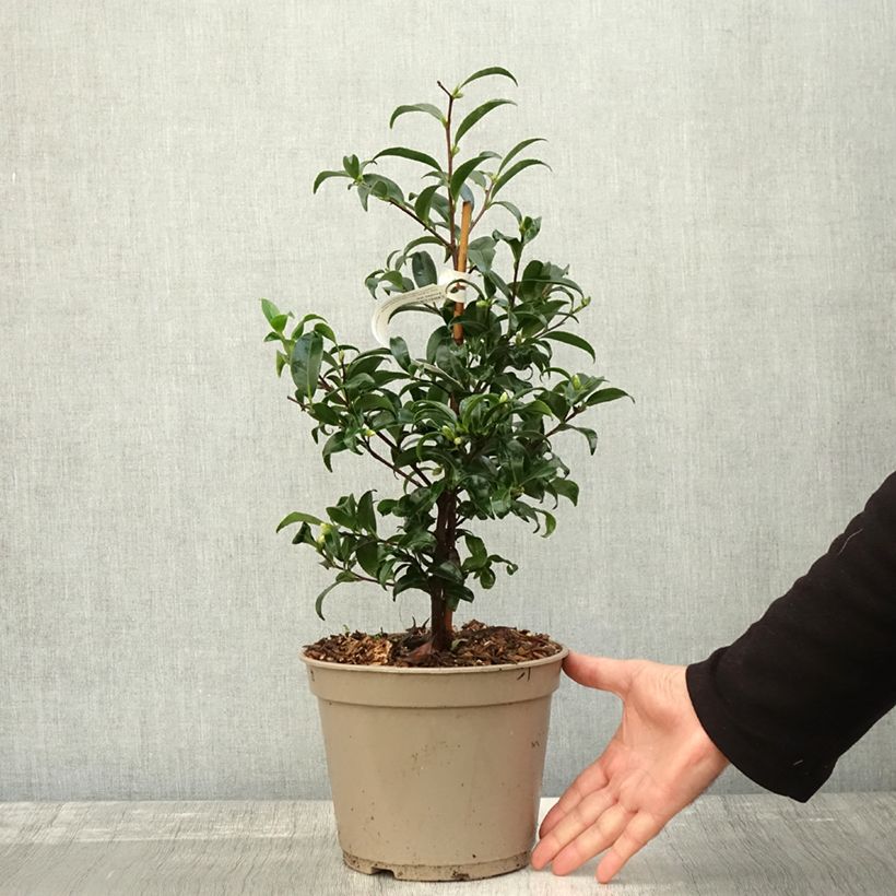Camellia sasanqua Frosted Star 4L/5L pot sample as delivered in autumn