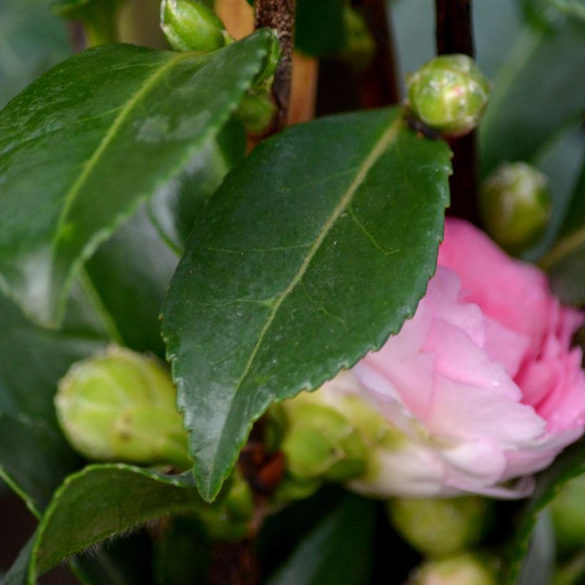 Camellia hiemalis Interlude (Foliage)