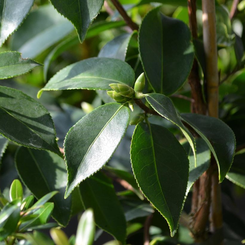 Camellia sasanqua Yume (Foliage)