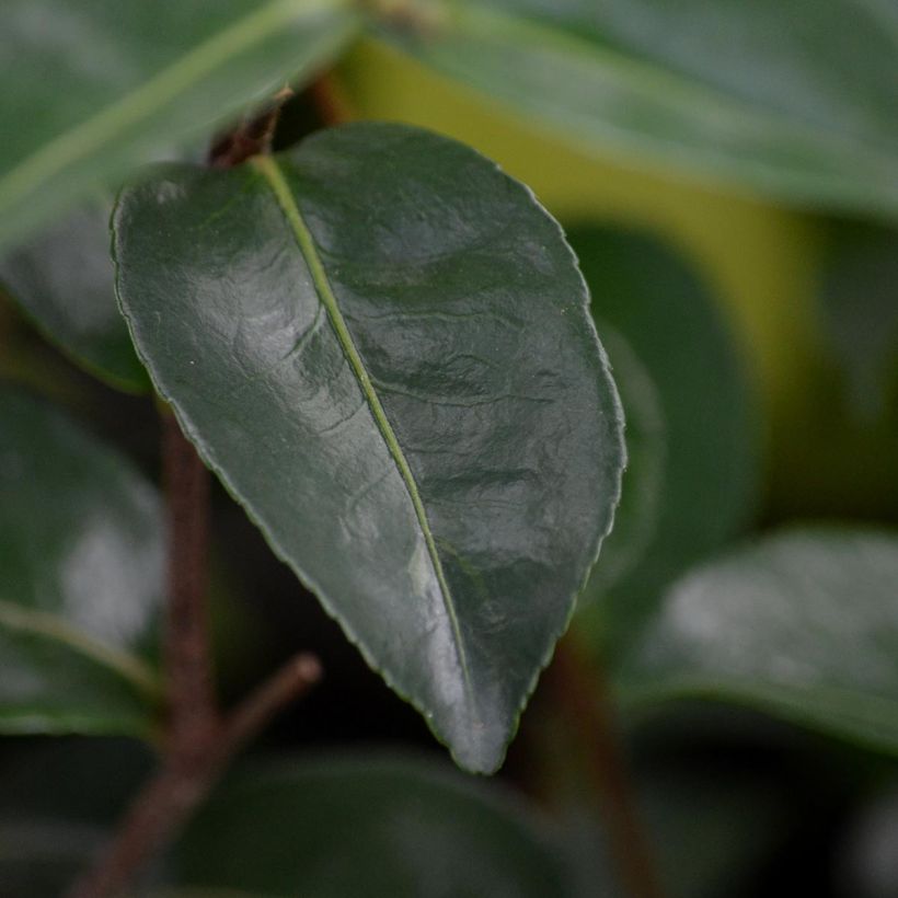 Camellia sasanqua Plantation Pink (Foliage)