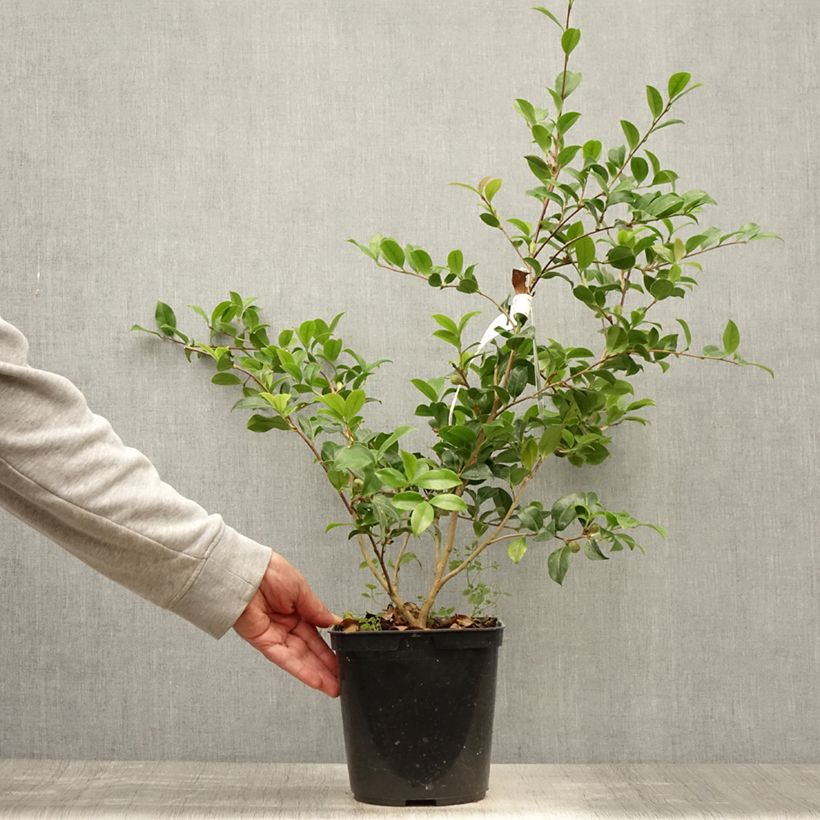 Camellia sasanqua Versicolor 3L/4L pot sample as delivered in summer