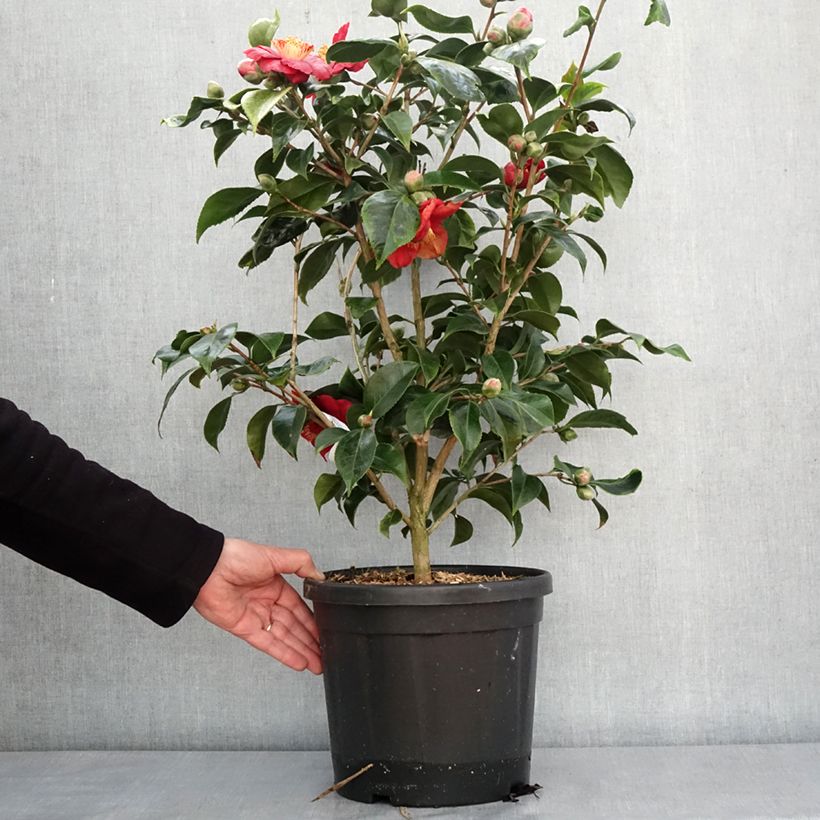 Camellia japonica Painter's Palette - Japanese Camellia 4L/5L pot sample as delivered in winter