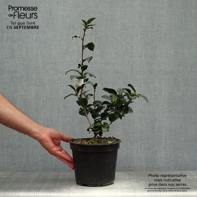Camellia reticulata Fiesta Grande 3L/4L pot sample as delivered in autumn