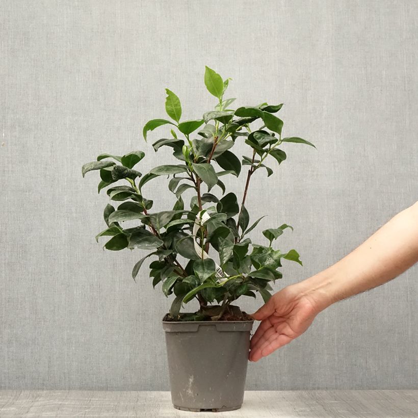 Camellia japonica Margaret Davis 3L/4L pot sample as delivered in summer