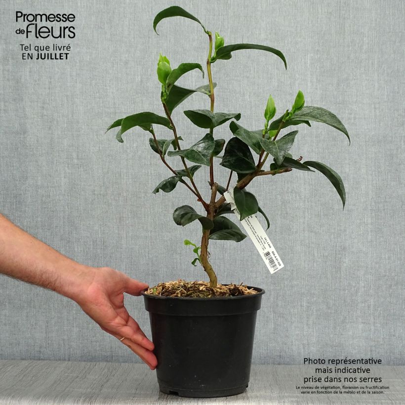 Camellia japonica Marie-Galante 4L/5L pot sample as delivered in summer