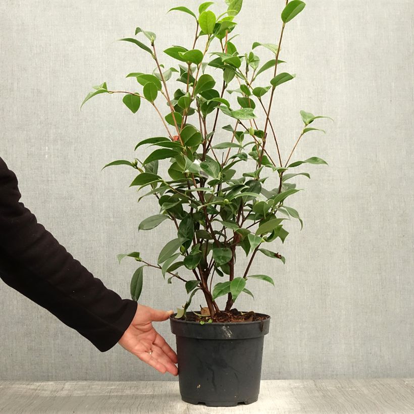 Camellia japonica Mark Alan 4L/5L pot sample as delivered in autumn