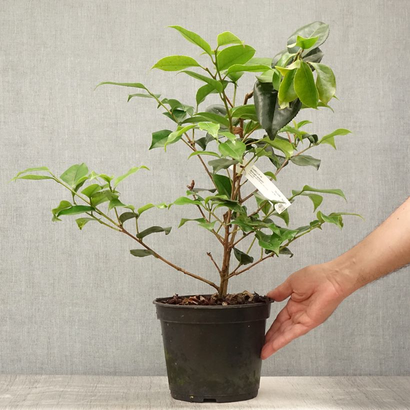 Camellia japonica Midnight Variegated 4L/5L pot sample as delivered in summer