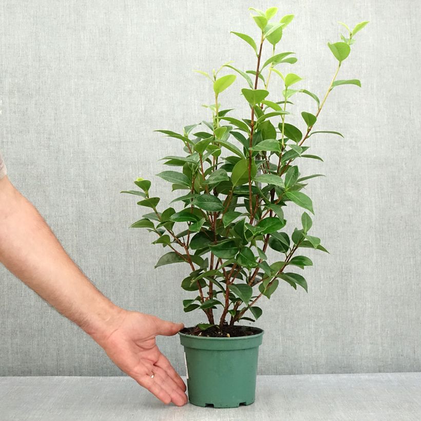 Camellia japonica Mrs Tingley 12cm pot sample as delivered in summer