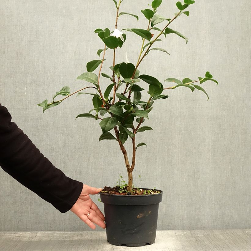 Camellia japonica Nuccio's Cameo 4L/5L pot sample as delivered in autumn