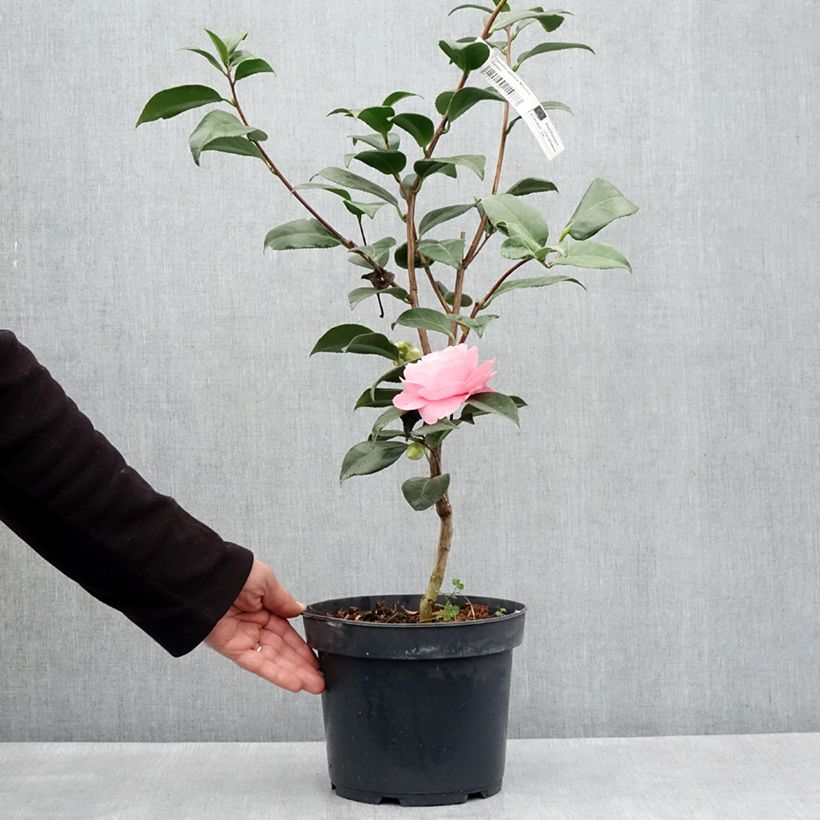 Camellia japonica Nuccio's Cameo 4L/5L pot sample as delivered in spring