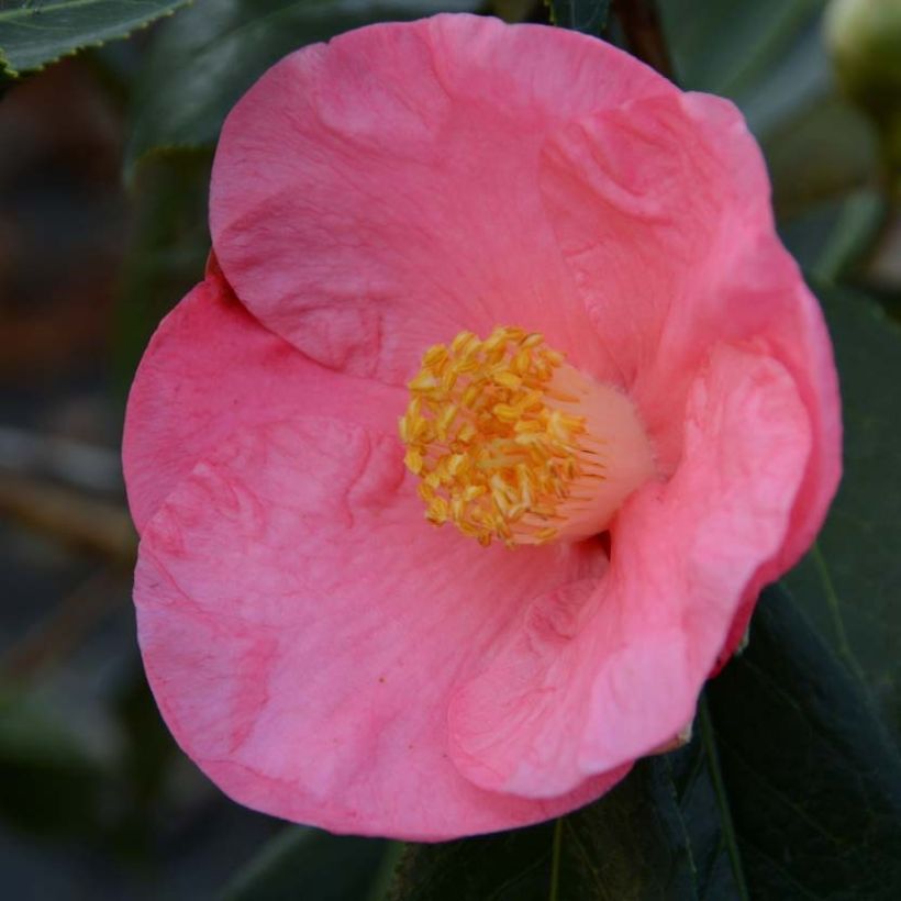 Camellia japonica Paul Sérusier (Flowering)