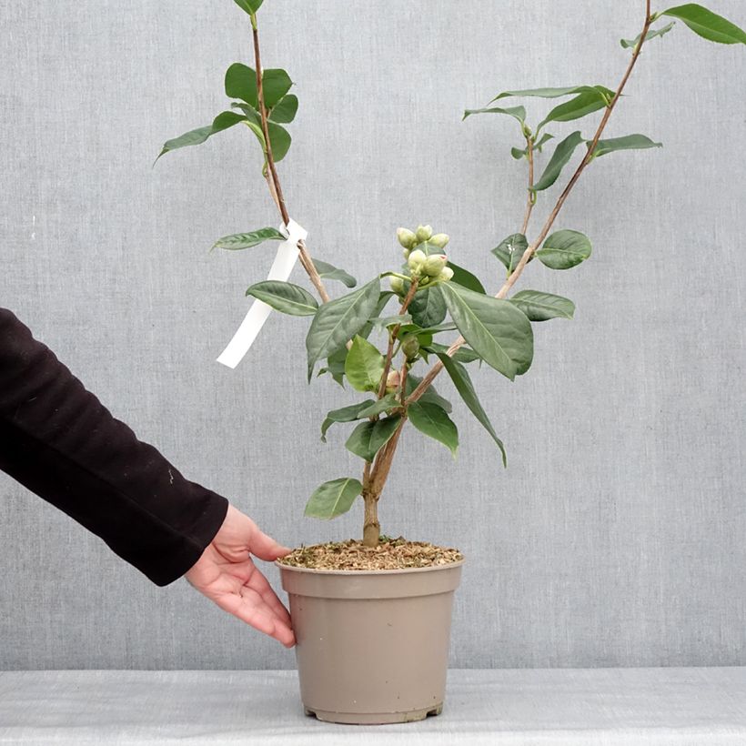 Camellia x reticulata Den Burton 4L/5L pot sample as delivered in winter