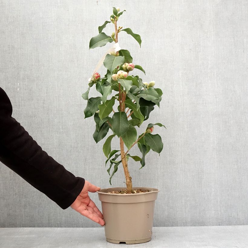 Camellia x reticulata Larry Piet 4L/5L pot sample as delivered in winter