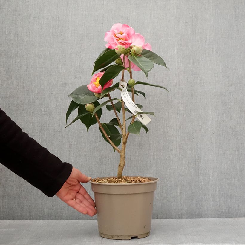 Camellia x reticulata Lasca Beauty 4L/5L pot sample as delivered in winter