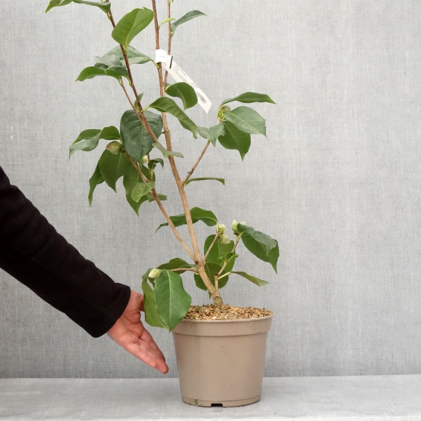 Camellia x reticulata Lila Naff 4L/5L pot sample as delivered in winter