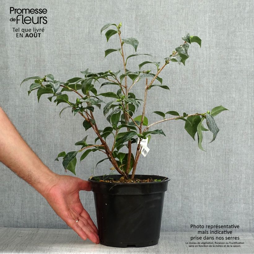 Camellia japonica Robert Lasson 4L/5L pot sample as delivered in summer
