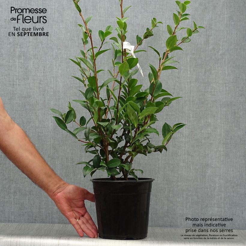 Camellia sasanqua Kanjiro 3L/4L pot sample as delivered in autumn