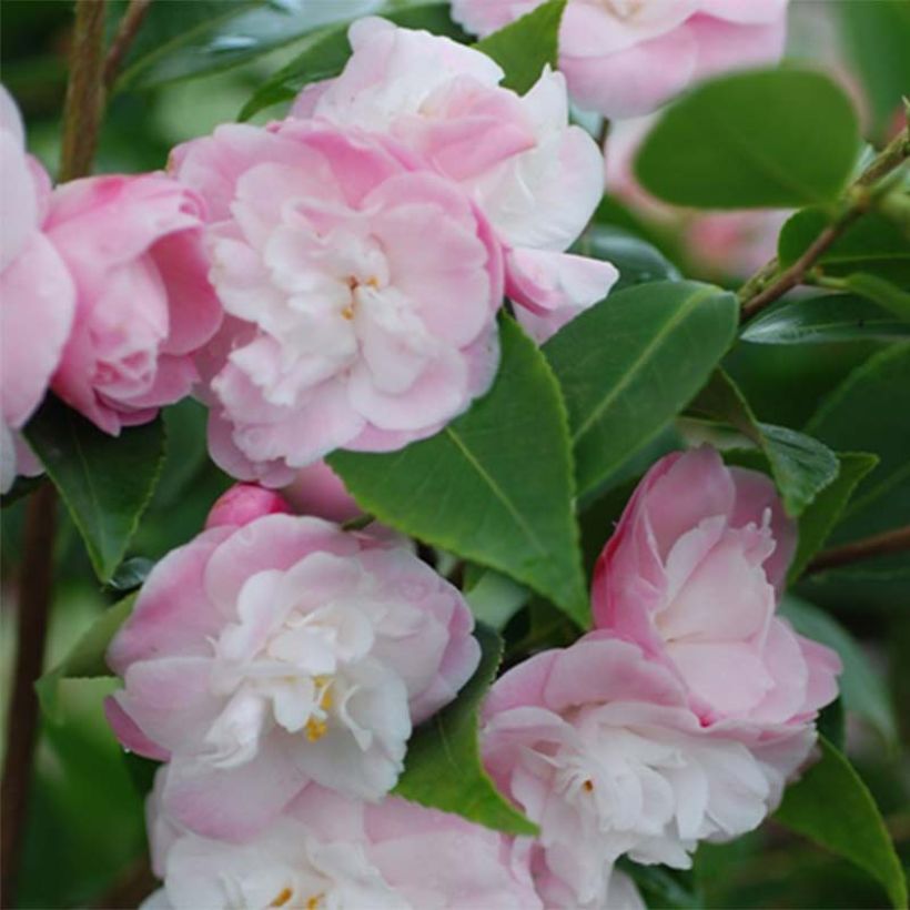 Camellia transnokoensis Sweet Jane (Flowering)