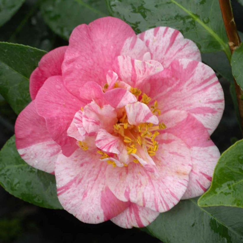 Camellia japonica Traverso (Flowering)