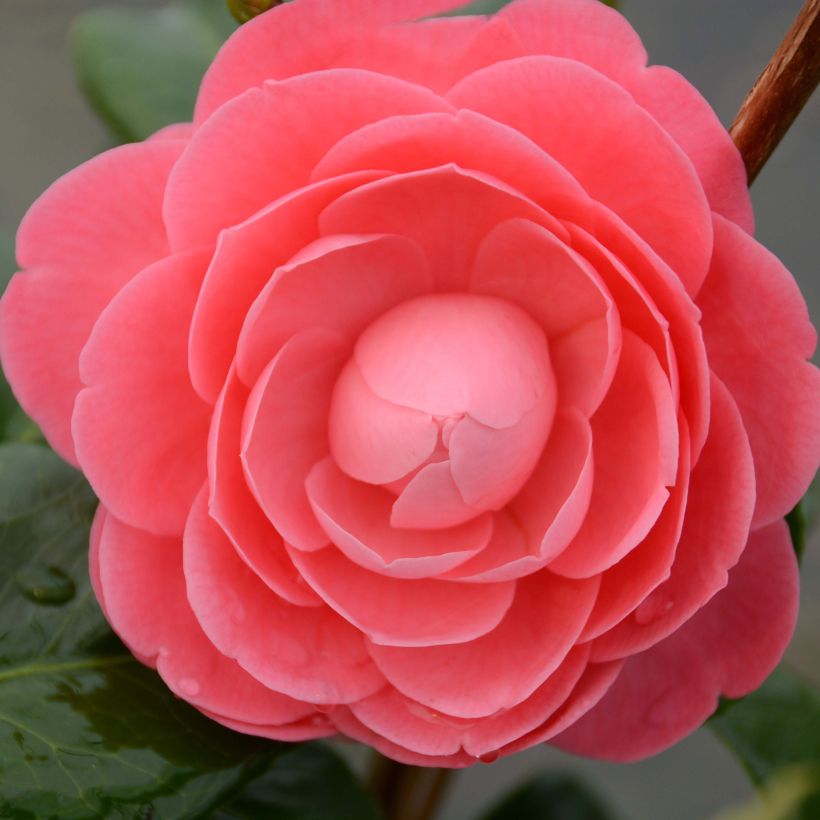 Camellia japonica Valtevareda (Flowering)