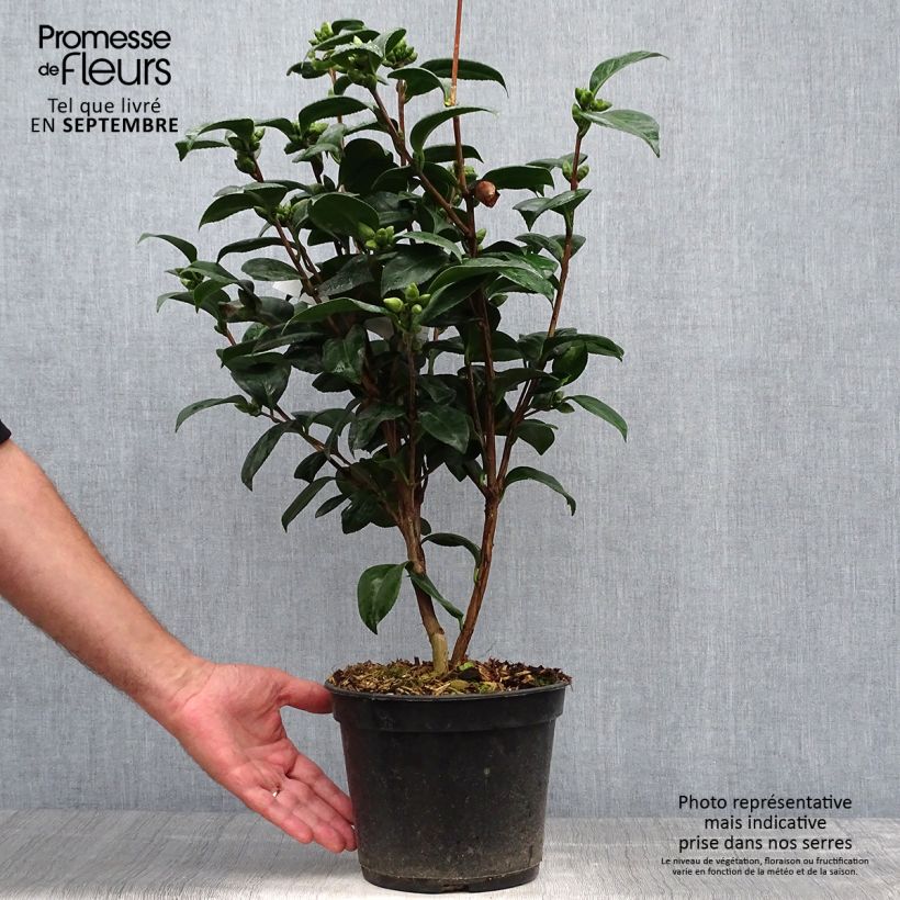 Camellia japonica Valtevareda 4L/5L pot sample as delivered in autumn