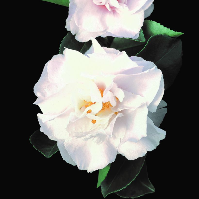 Camellia sasanqua Waterfall White (Flowering)