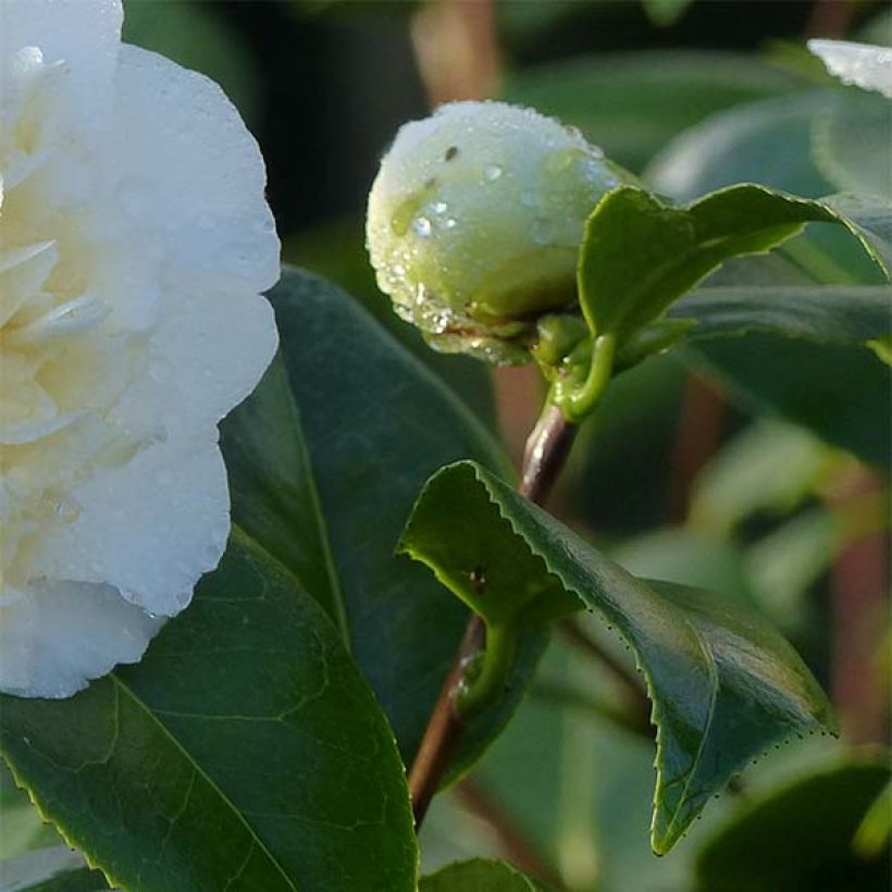 Camellia Jurys Yellow (Foliage)