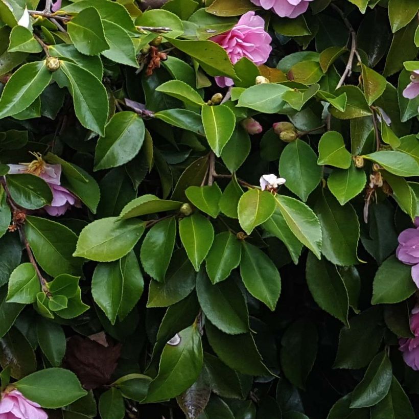 Camellia sasanqua Waterfall Pink (Foliage)