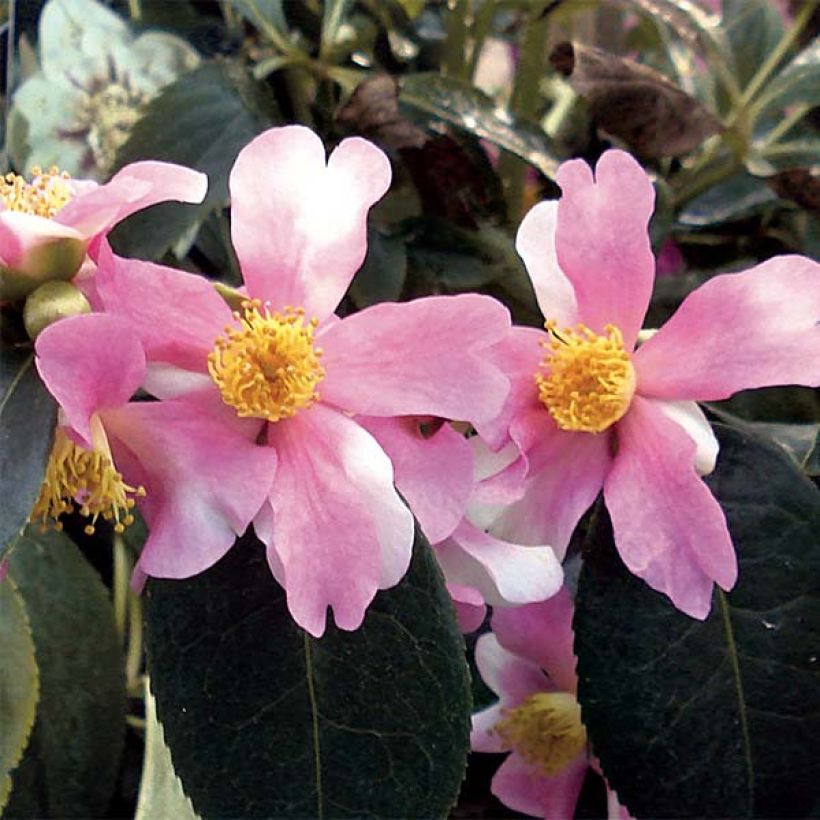 Camellia sasanqua Yume (Flowering)