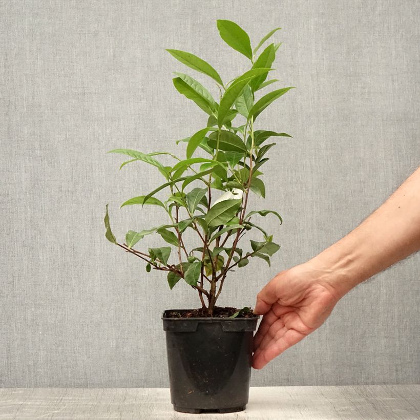 Camellia sinensis ThéOjardin 2L/3L pot sample as delivered in summer