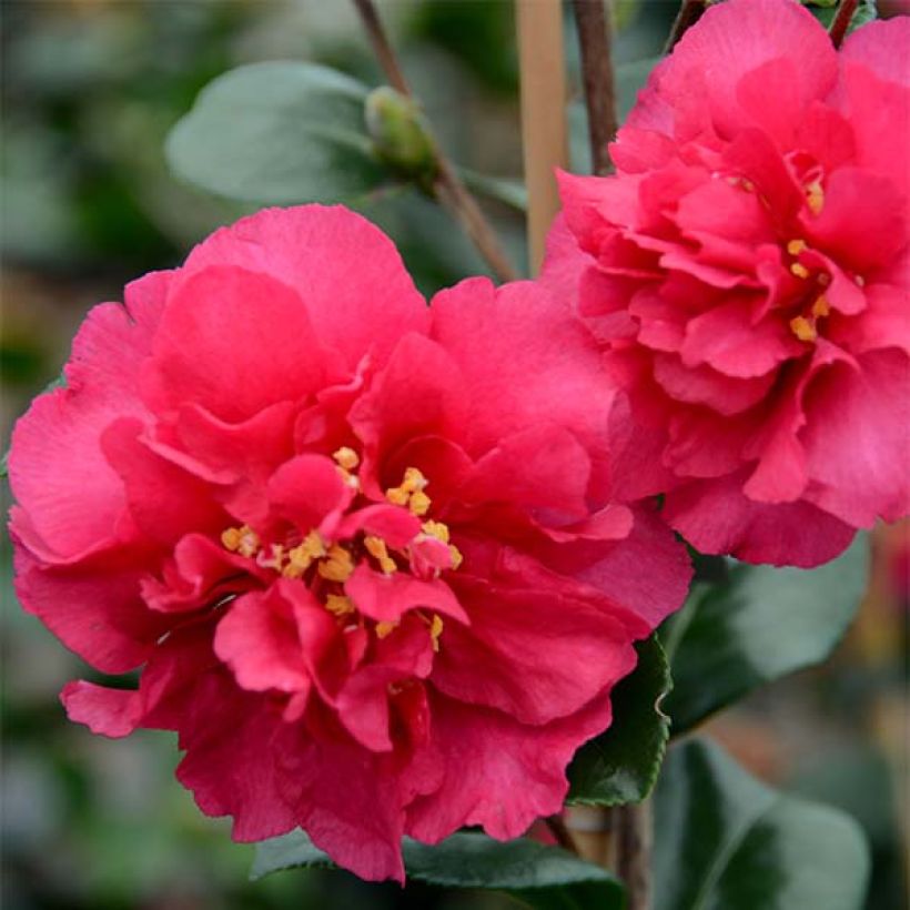 Camellia hiemalis Bonanza (Flowering)