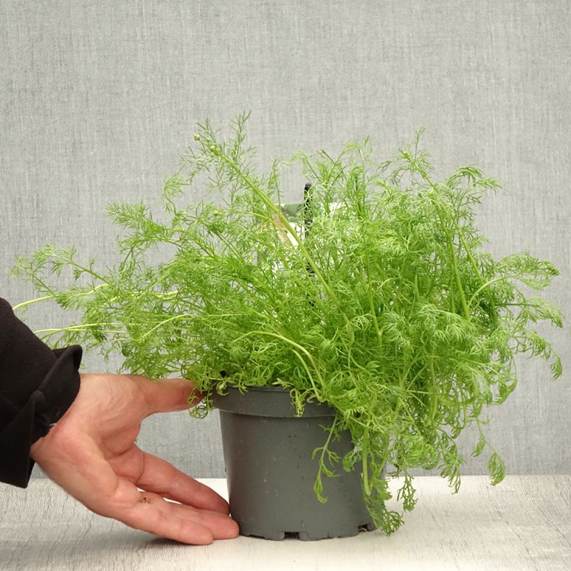 Matricaria chamomilla 1.5L/2L pot sample as delivered in summer