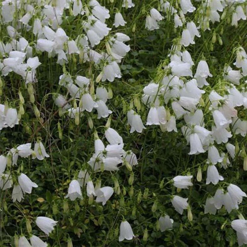 Campanula cochleariifolia Alba (Flowering)