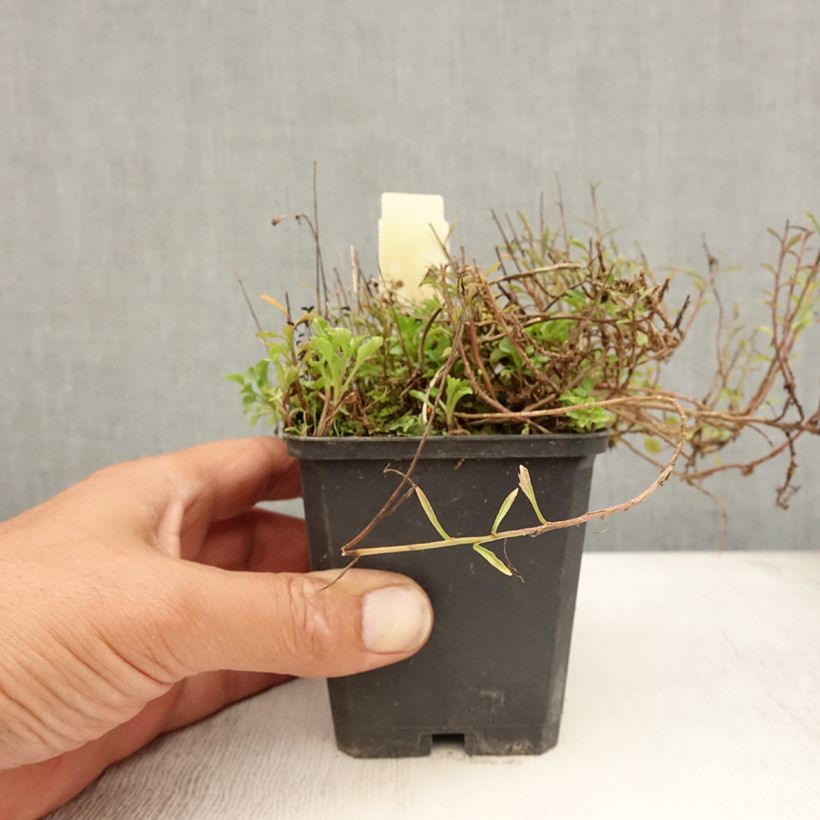 Campanula cochleariifolia 8/9 cm pot sample as delivered in summer