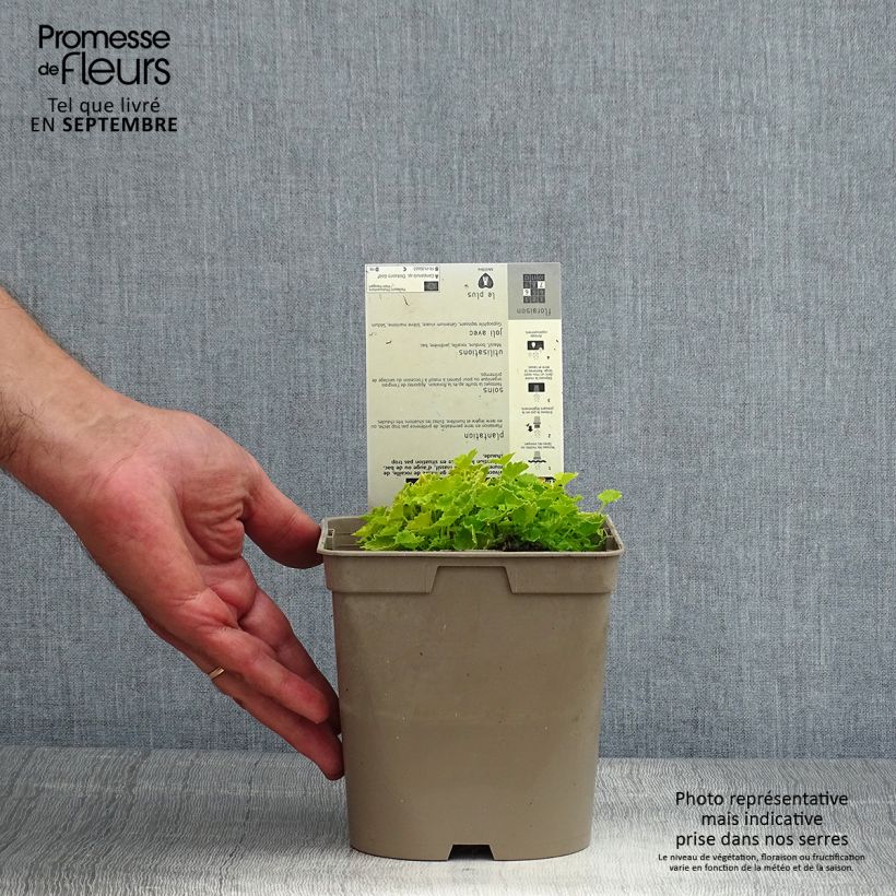 Campanula garganica Dicksons Gold 2L/3L pot sample as delivered in summer