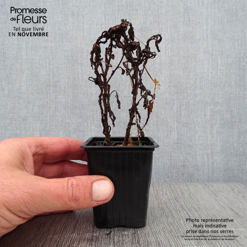 Campanula lactiflora Blue Pouffe 7/8 cm pot sample as delivered in autumn