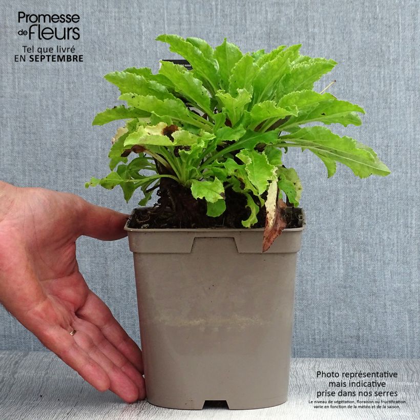 Campanula medium blue-flowered 2L/3L pot sample as delivered in summer