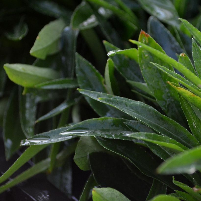 Campanula persicifolia La Bello (Foliage)