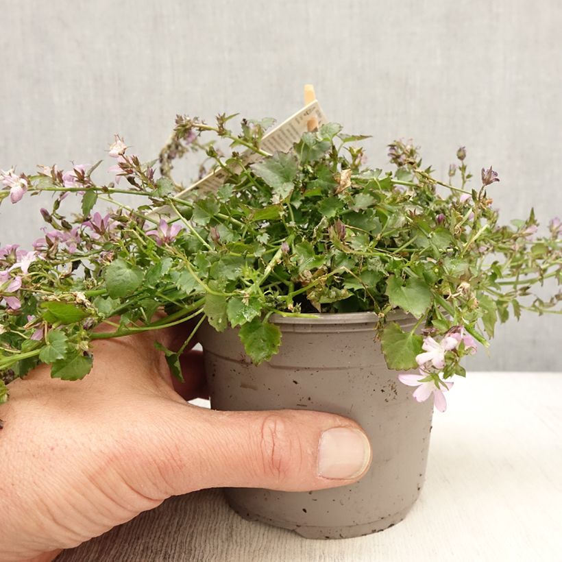 Campanula Adansa Pink sample as delivered in spring