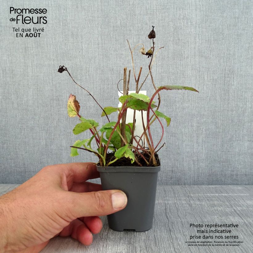 Campanula punctata f. Rubriflora 8/9 cm pot sample as delivered in summer