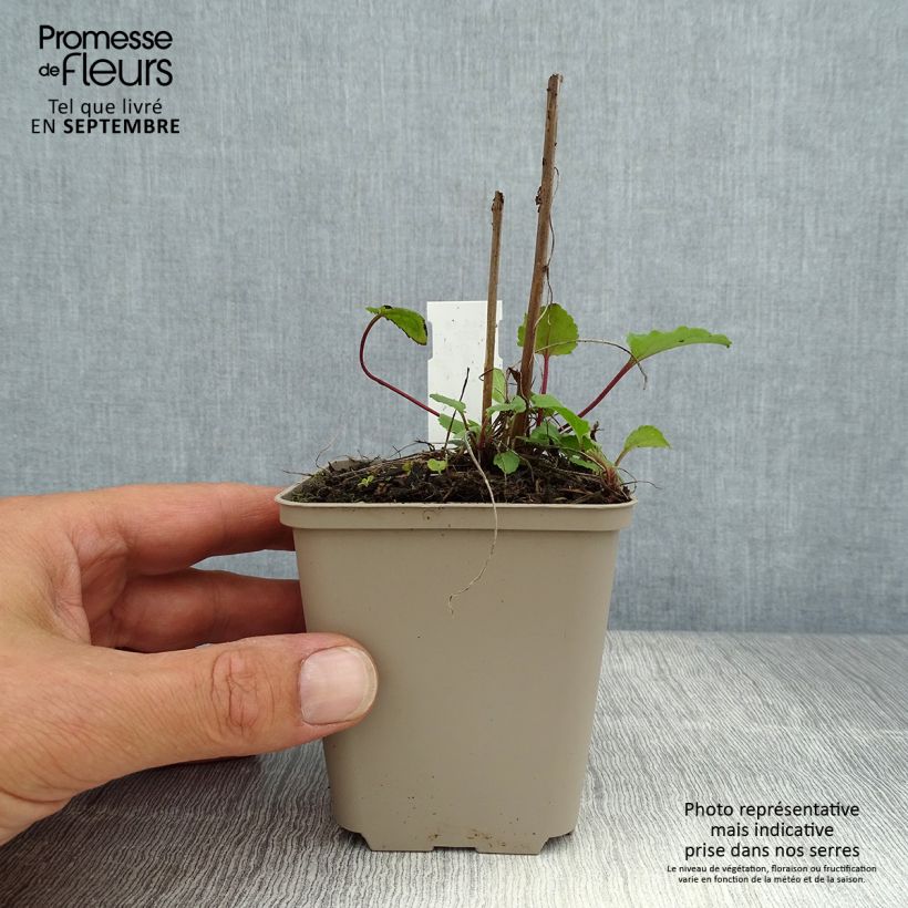Campanula rapunculoides 8/9 cm pot sample as delivered in summer