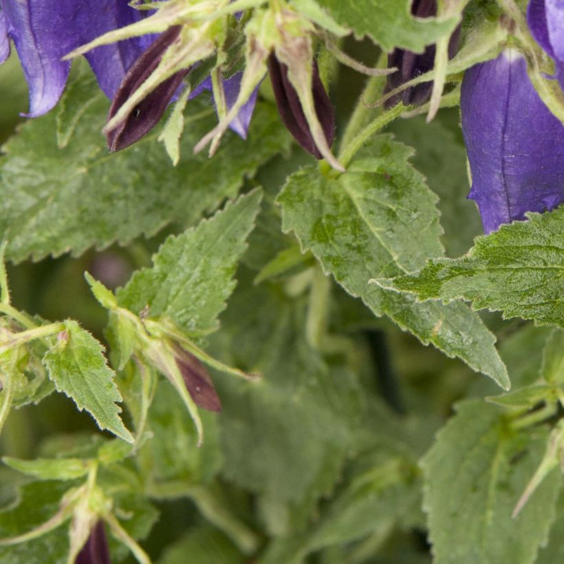 Campanula Sarastro (Foliage)