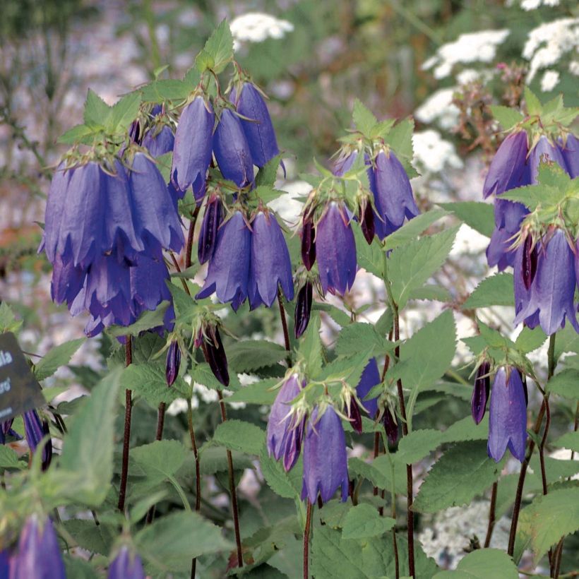 Campanula Sarastro (Plant habit)