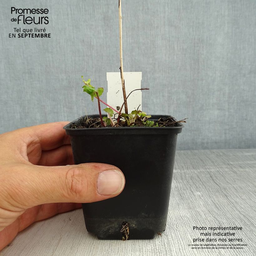 Campanula trachelium 8/9 cm pot sample as delivered in summer