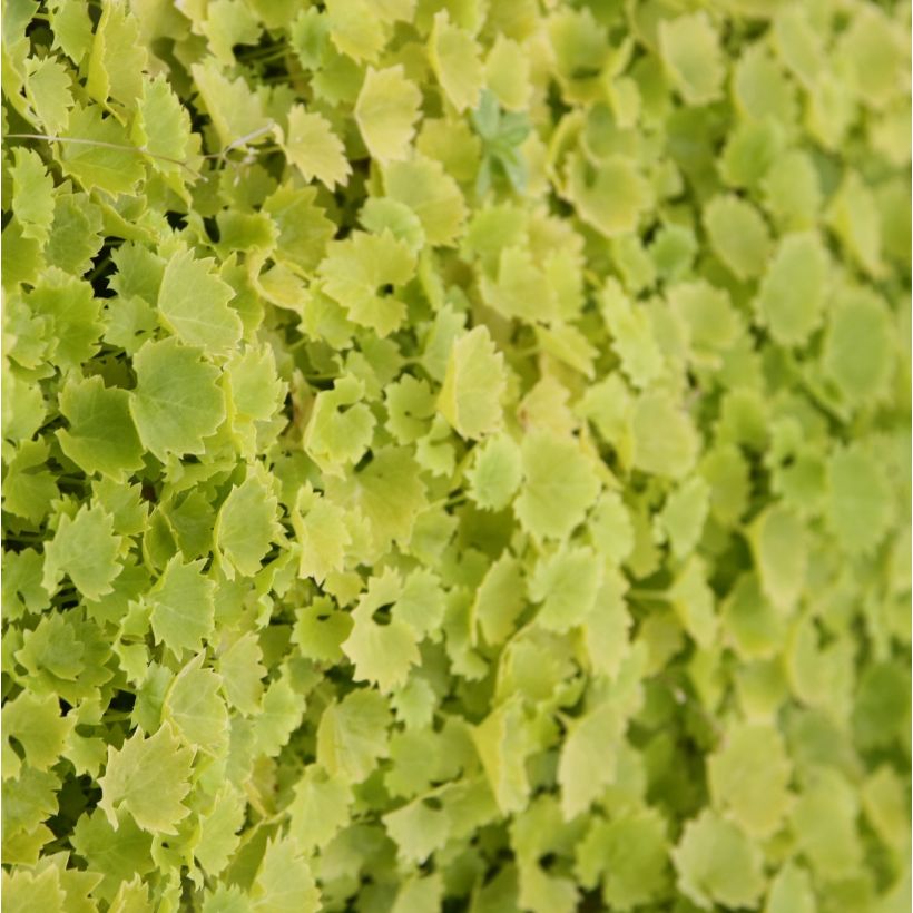 Campanula garganica Dicksons Gold (Foliage)