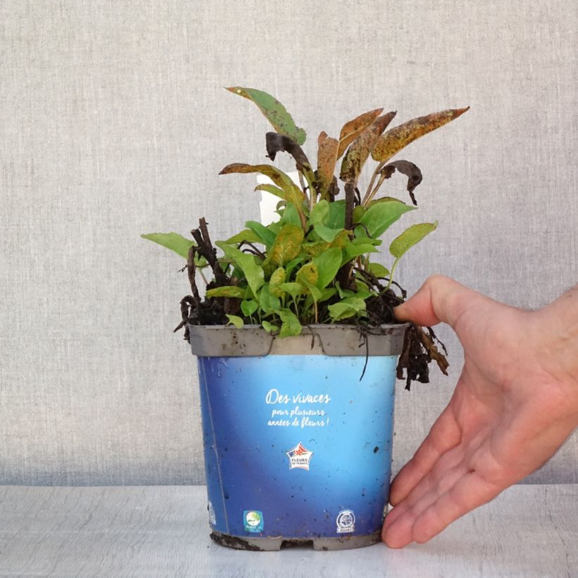 Campanula glomerata Superba 2L/3L pot sample as delivered in summer