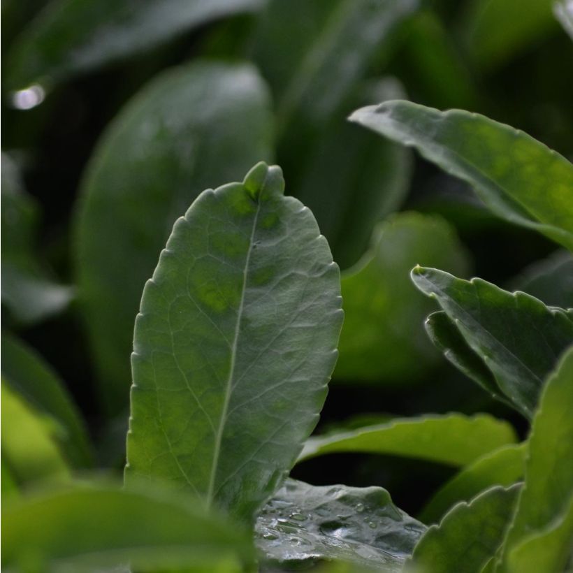 Campanula persicifolia Alba (Foliage)