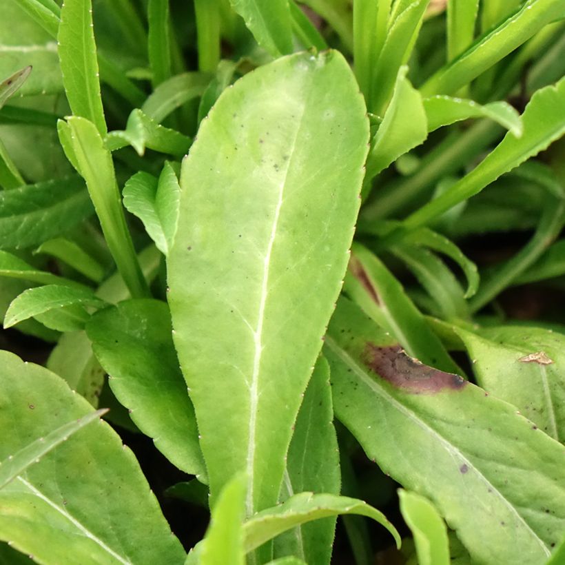 Campanula persicifolia (Foliage)