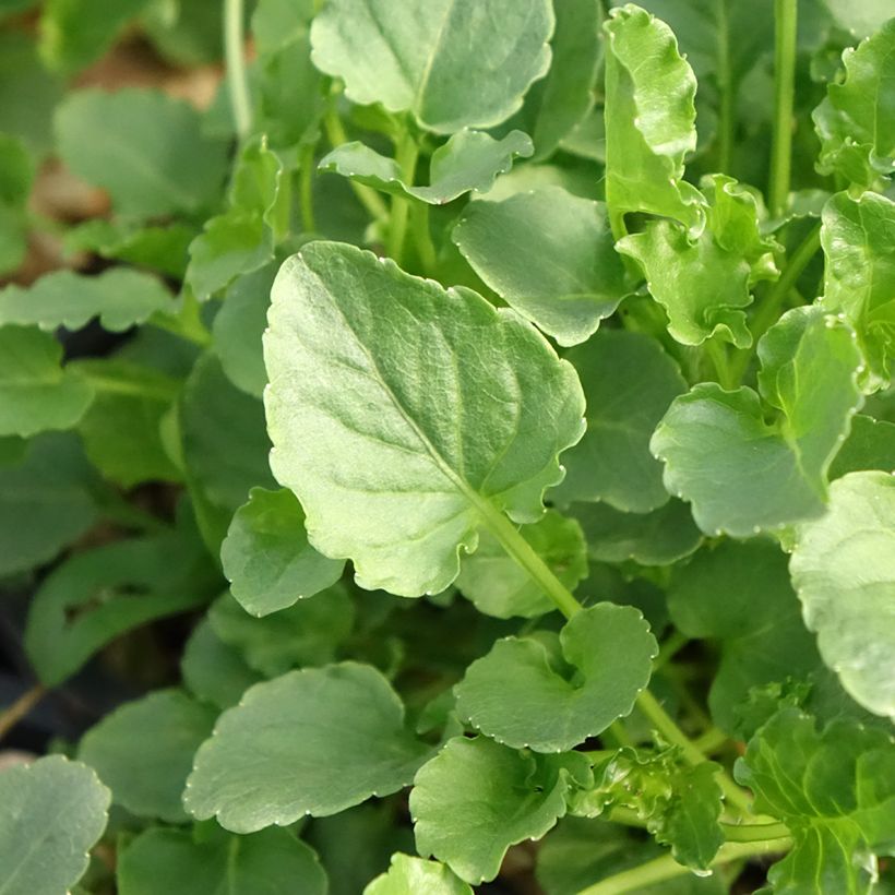 Campanula carpatica White Clips (Foliage)